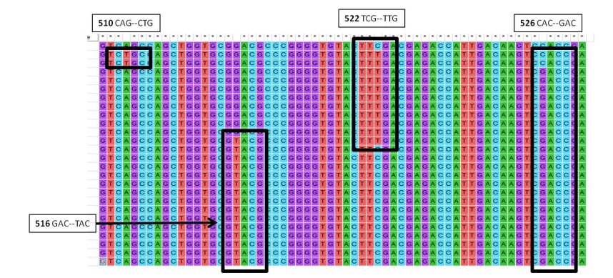 Image showing the 4 types of rare mutations observed among 25 samples within the rpoB gene of RIF resistant MTB isolates