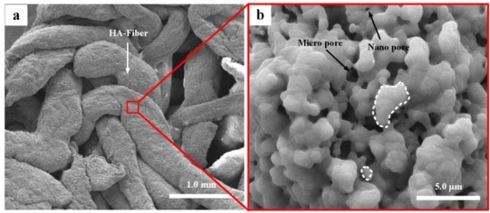 SEM micrographs of (a, b) typical morphologies of as-sintered HA